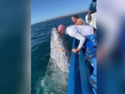 45-тонный кит вынырнул к туристам за поцелуем и попал на видео