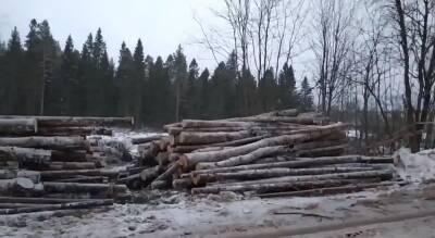 Десятки деревьев вырубили в Петрозаводске для строительства бюро судебной медэкспертизы