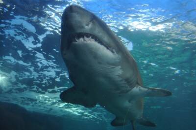 Большая белая акула убила мужчину на пляже в Сиднее впервые за 60 лет и мира