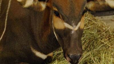 В Московском зоопарке будут размножать краснокнижных антилоп бонго
