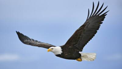 Тамбовскому центру охраны хищных птиц присвоили официальный статус