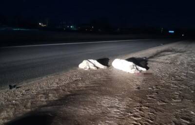 В Тверской области водитель сбил и бросил на дороге собаку с щенками