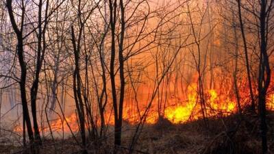Тысячи гектаров леса охвачены огнем в национальном парке Ибера в Аргентине
