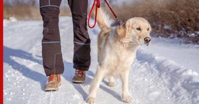 Законопроект об ужесточении правил выгула собак внесут в Госдуму