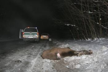 Больше сотни лосей погибло в авариях на дорогах Вологодчины в 2021 году