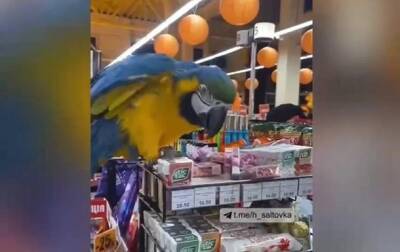 В супермаркете Харькова "хозяйничал" попугай