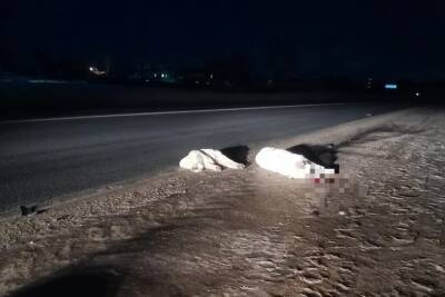 На дороге в Тверской области нашли сбитую собаку со щенками