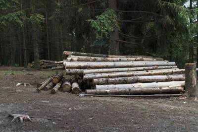 В Дмитрове остановили незаконную вырубку леса