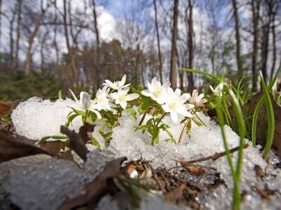 Весна на Луганщину придет аномально рано: свежий прогноз синоптиков