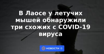 В Лаосе у летучих мышей обнаружили три схожих с COVID-19 вируса