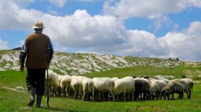 Узбекам раздадут 350 тысяч овец и коз