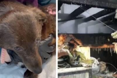 В новосибирском приюте на пожаре погибли семь собак