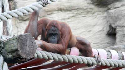 Ученые: Орангутаны могут создавать и использовать каменные орудия