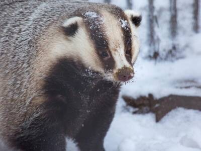 Толстые барсуки в Новосибирском зоопарке вышли из зимней спячки