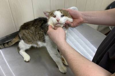 Ивановцы спасают слепого кота, ставшего мишенью для стрелка-отморозка