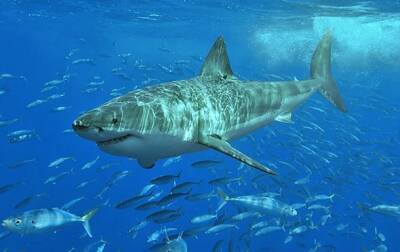 В Сиднее акула убила человека впервые за 60 лет