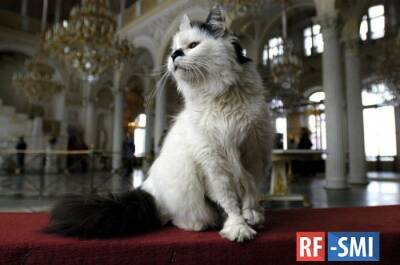В 20 учреждениях культуры Санкт-Петербурга живут и "работают" кошки