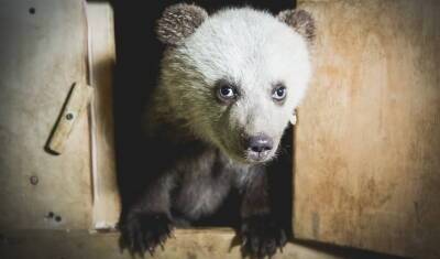 В Башкирии разрешат охоту на медведей