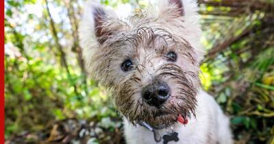 Везде найдут грязь: 10 самых нечистоплотных пород собак