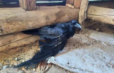Житель Тверской области подобрал и пытается вылечить раненого ворона