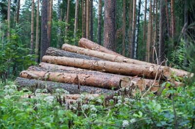 В Свердловской области возбудили уголовное дело из-за незаконного экспорта леса