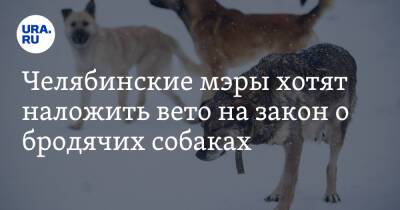 Челябинские мэры хотят наложить вето на закон о бродячих собаках