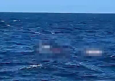 В Сиднее мужчина погиб в результате нападения акулы