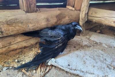 В Тверской области мужчина спас искалеченного ворона