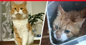 Живодеры и Кузькина мать: зверское убийство кота увенчалось реальным лишением свободы