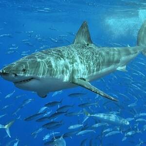 В Сиднее впервые за последние 60 лет мужчина стал жертвой акулы. Видео