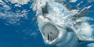 В Сиднее белая акула растерзала пловца на глазах очевидцев