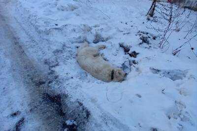В Переславле начали убивать бродячих собак