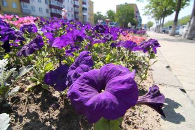 300 тысяч цветов украсят Южно-Сахалинск летом