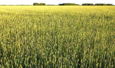 Фермеры попросили отменить экспортную пошлину на зерно