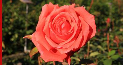 Розы, которые вкусно пахнут: 6 самых ароматных сортов для сада