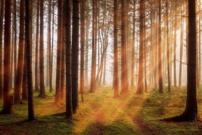 Небольшой лесной массив рядом с ЦРБ в Карелии хотят благоустроить