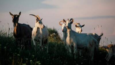 Президент Узбекистана поручил раздать населению 350 тысяч овец и коз в течение десяти дней