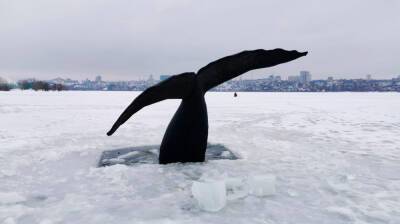 Огромный хвост кита заметили у берега Воронежского водохранилища