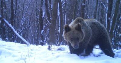 В парке "Сколевские Бескиды" после зимней спячки проснулись бурые медведи
