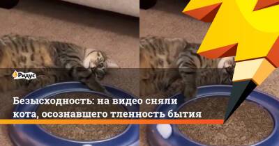 Безысходность: на видео сняли кота, осознавшего тленность бытия