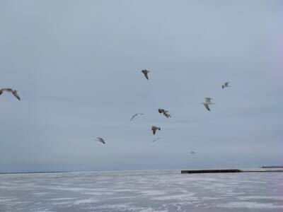 В МЧС призвали петербуржцев не выходить на лед Финского залива