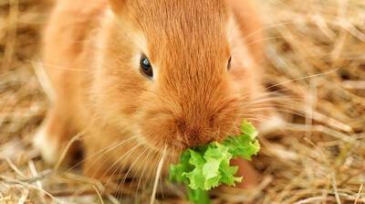 Кто съест тарелку салата быстрее: кролик или человек? (Видео)