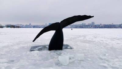 У берега Воронежского водохранилища заметили хвост большого кита