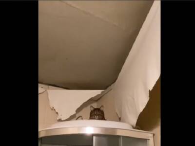 «Я вас прощаю»: кот разодрал натяжной потолок и убил хозяина своей реакцией