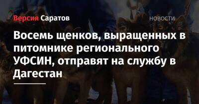 Восемь щенков, выращенных в питомнике регионального УФСИН, отправят на службу в Дагестан