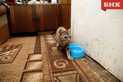 В Сосногорске кошкин хвост привел к убийству