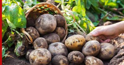 Чтобы урожай не пострадал: как защитить картофель от фитофтороза