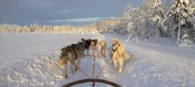 Ночная гонка для лыжников и соревнования на собачьих упряжках пройдут в Петрозаводске