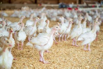 Птичий грипп парализовал работу крупной птицефабрики на Ставрополье