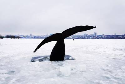 Воронежцы не поверили своим глазам, увидев в водохранилище хвост кита
